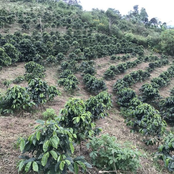 08-2e69f3779d01d966382bee70cb62d925