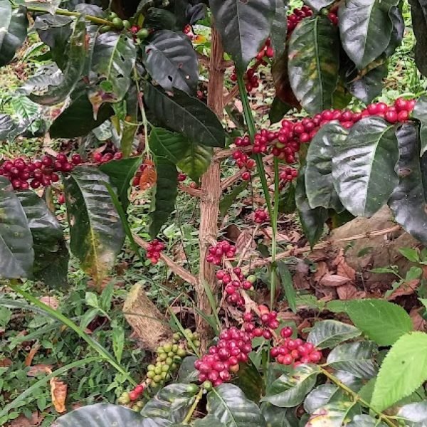 20210705_100606-4aa6ba77edf7a1fc779b7a9dbd40cd1d