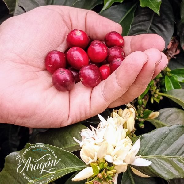 CafeMano-a195ea5352400ede77cff51577af025c