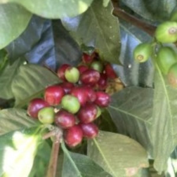 Captura de pantalla 2025-12-09 125255