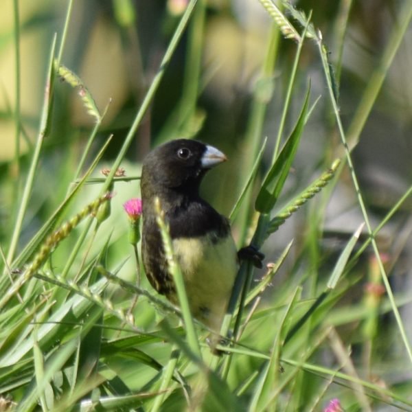 DSC_0317-copia-67ddb3edd20880c468f5360c3403e180