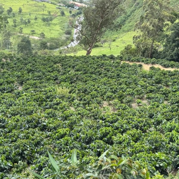 FINCA-9649f3f096192268302c0809515092cc