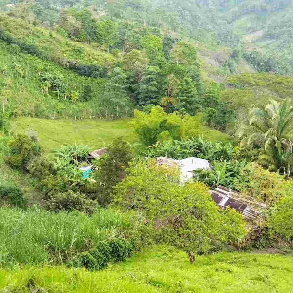 Finca-cargar-2c3467bae68a2d6feff48bb8b8765908