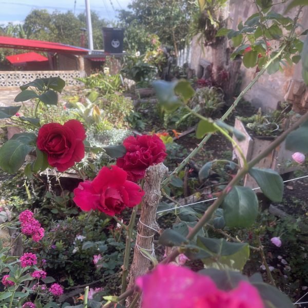 IMG_1380-0a48c15a329c6bc2430c31321236f454