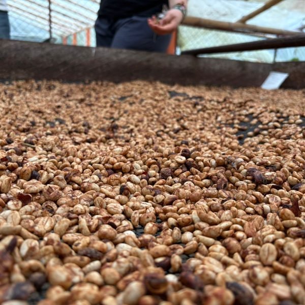 IMG_1898-851c9ad02405a6fd235d9cb91e0d0d20