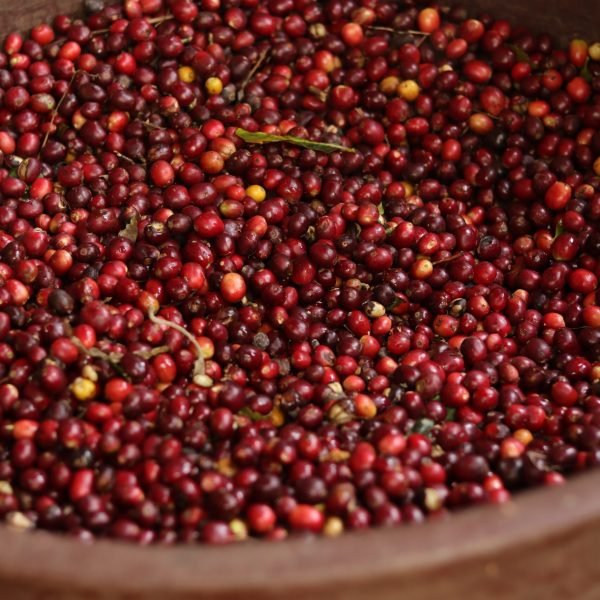 IMG_2763-ccda865c14425384eaf94c04e3ba1f79