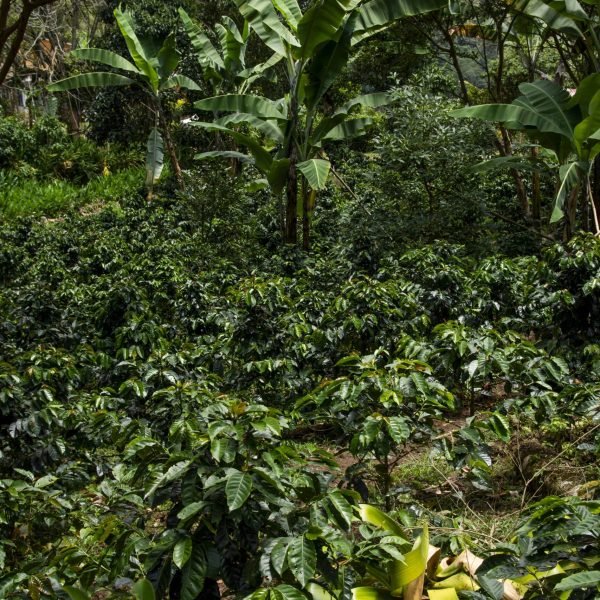 JBF3515-b3b336d124c2d898447db13da6644ed2