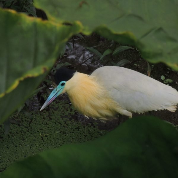 PILERODIUS-PILEATOS-bba5ce74f6998da021228dda853855f8