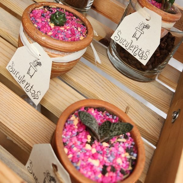 Suculentas-57e8fb8450606f5ac1f4f4a4f18f2fc8