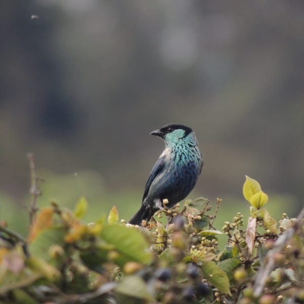 TANGARA-HENEI-10e3f3084967863c07d2e328e286f155