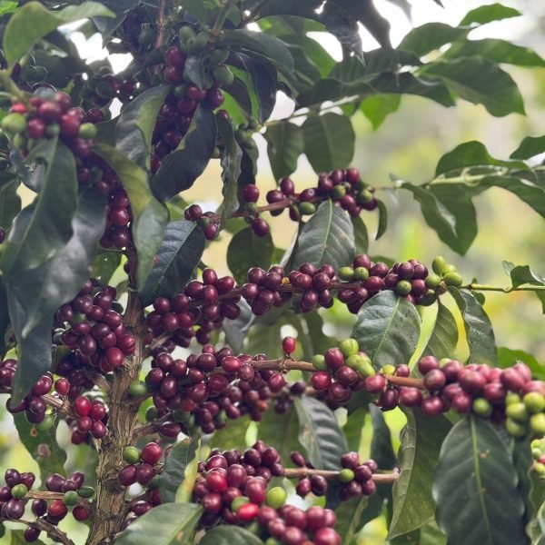 WhatsApp-Image-2025-10-17-at-3.34.50-PM-1-6965316540b19674e48d4f47c1d7da59