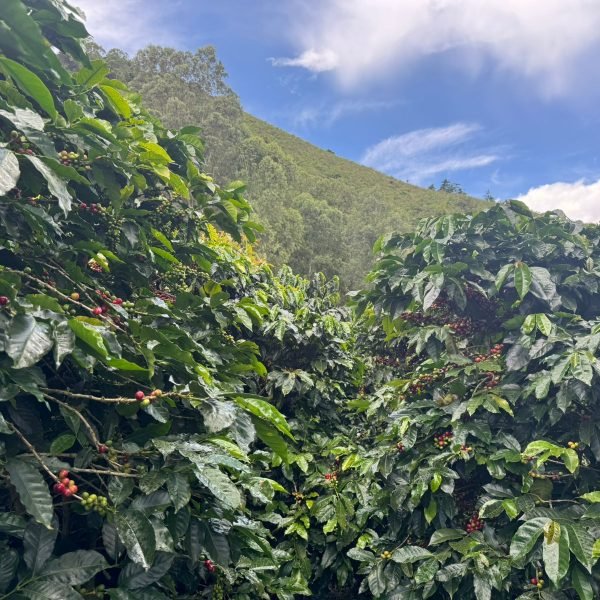 WhatsApp-Image-2025-10-17-at-3.34.50-PM-7322ae57ce5aa7190970c3ccc394807f