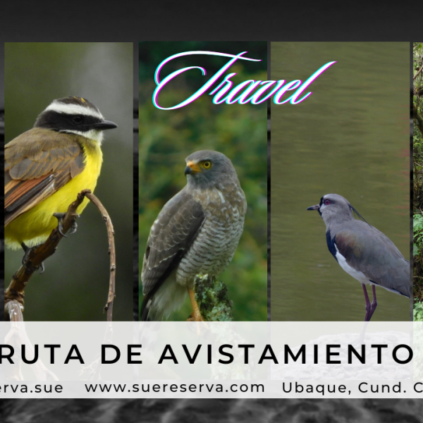 avistamiento-1-557f8eb6d80c6ac6c781f1ced70af5df